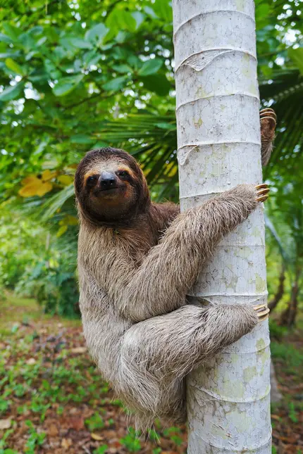Three-toed sloth clinging to tree trunk