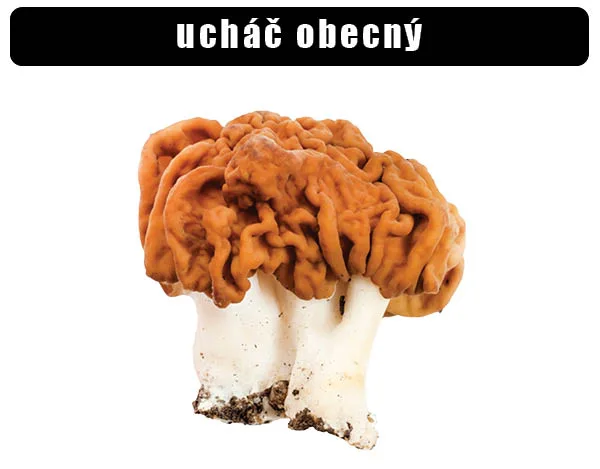 Fotografie obecného ucha s oranžovým kloboukem na bílém pozadí.