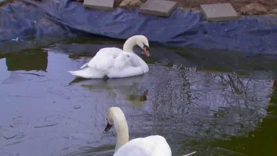 Dvě bílé labutě plavou na vodní ploše v přírodě.
