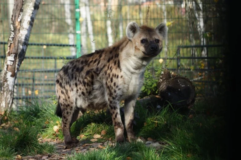 Skvrnitá hyena stojí v přírodním prostředí s trávou.