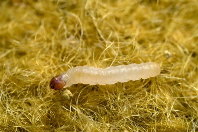 Bílá larva molu oblečení na žlutých vláknech.