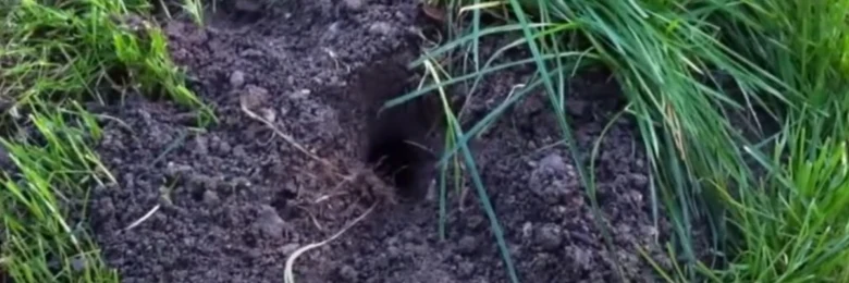 Díra v zemi s trávou kolem pro článek o hmyzu.