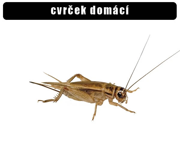 House cricket