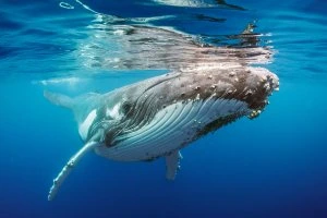 Velryba velrybí plavoucí pod vodní hladinou v modrém oceánu.