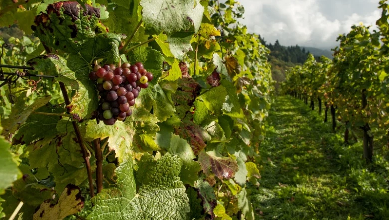 Vinná réva s hroznem mezi zelenými listy na vinici