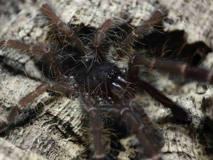 Hnědá pavouk z čeledi Tarantule na kůře.