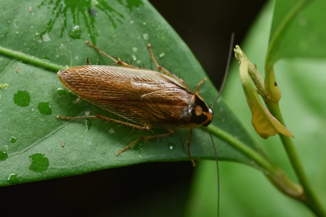Cockroach on leaf