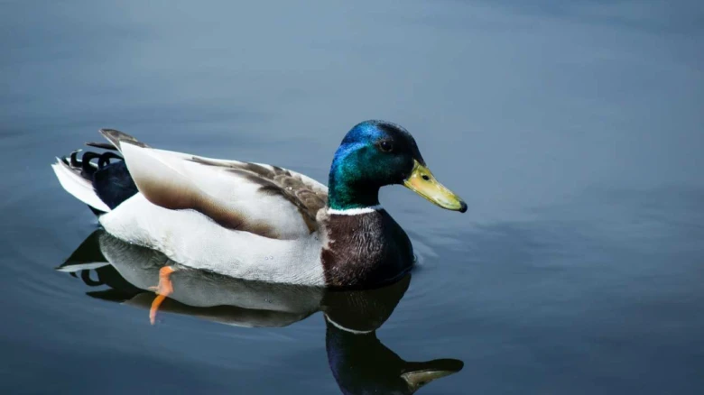 Mužský kachna sedí na vodě, typická pro článek o inkubaci.