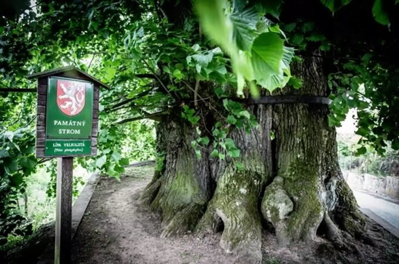 Ancient linden tree with sign