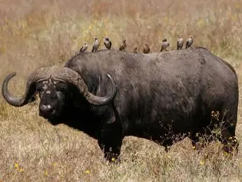 Afrikanští buvol s ptáky na zádech v suché trávě.