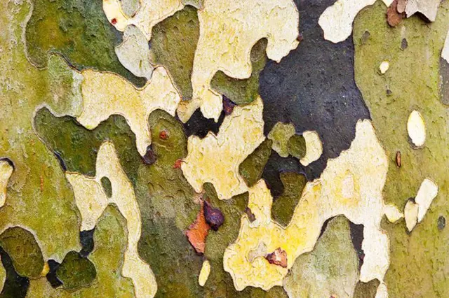 Detail kůry plátanu s charakteristickým odlupováním.
