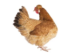 Hnědá slepice stojící v profilu na bílém pozadí.