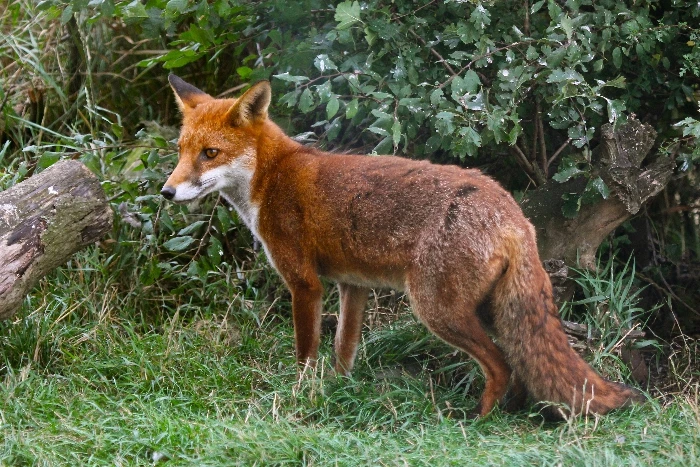 Red fox in grass