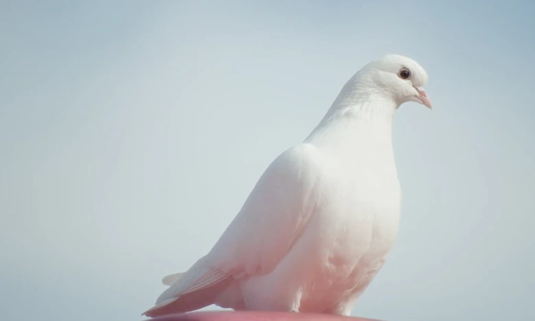 White pigeon on surface