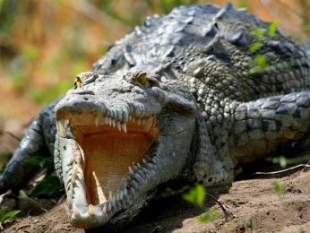 Krokodýl s otevřenou tlamou ukazující zuby.