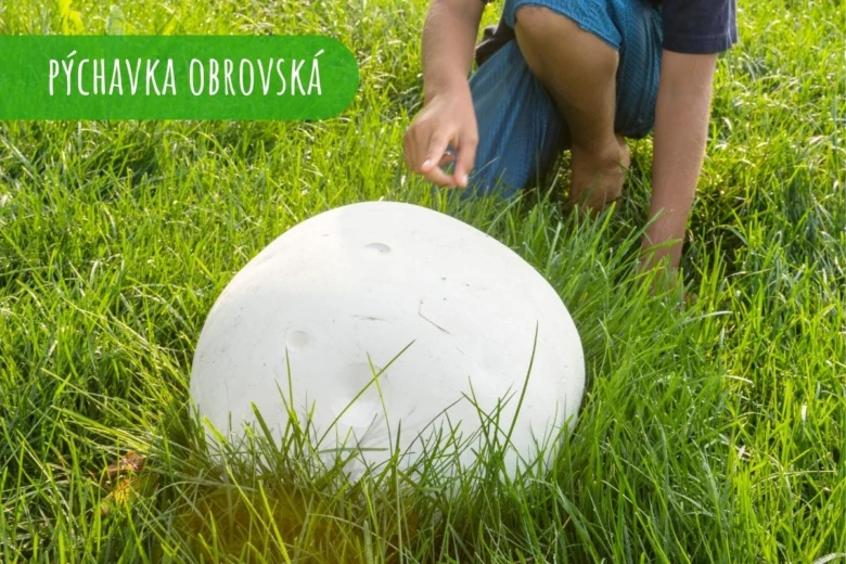 Obrovská bílá houba pýchavka obrovská na trávníku.