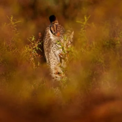 Lynx in grassland vegetation