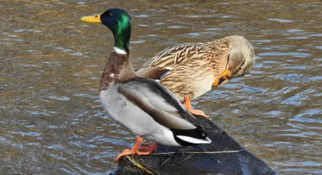 Two mallard ducks on water