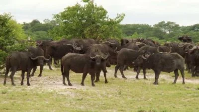 Stádo afrických buvolů stojí na travnatém terénu mezi stromy.