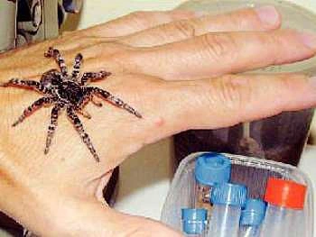 Tarantul na ruce vedle zkumavek v laboratoři