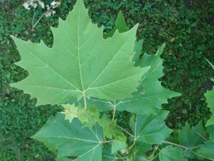 Zelený list platánu ležící na zemi mezi jinou vegetací.