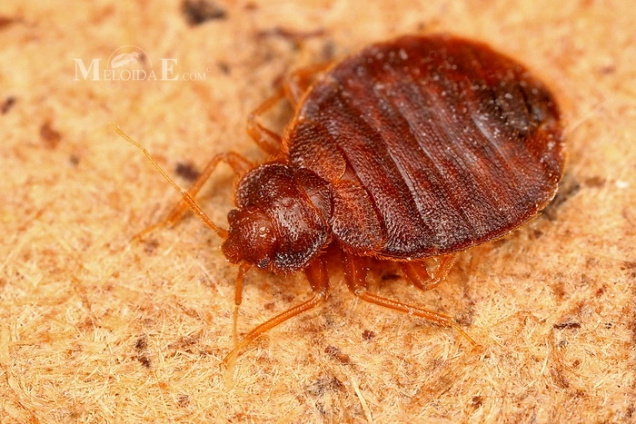 Typy štěnic s fotografiemi a popisem pro snadnou identifikaci