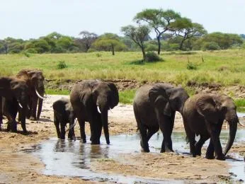 Skupina slonů u vodní nádrže v africké savaně.