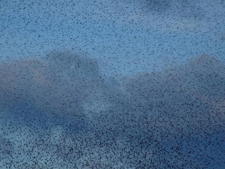 Flocking birds in sky