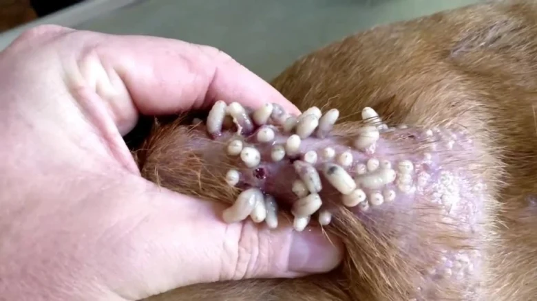 Bílá larva mouchy přichycená k koži psa s vajíčky