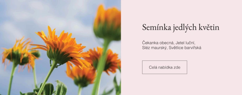 Foto oranžových květů na modré obloze