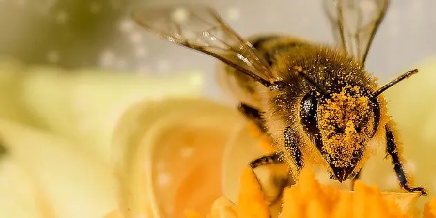 Příznaky včelího bodnutí: jak je rozpoznat a správně reagovat
