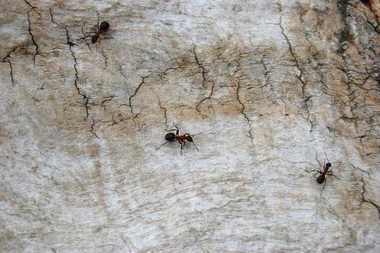 Ants on tree bark