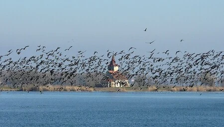 Sto divokých hus migruje nad vodou u budovy na ostrově.