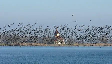 Sto hus letí nad vodou k ostrovu s budovou.