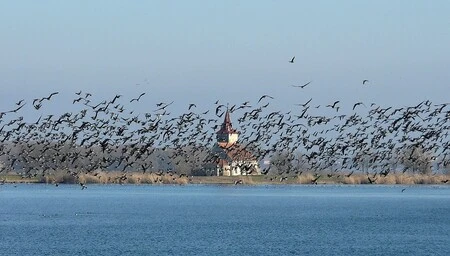 Hejno divokých hus létá nad vodou v aerodynamickém formaci.