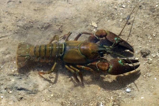 Crayfish in water
