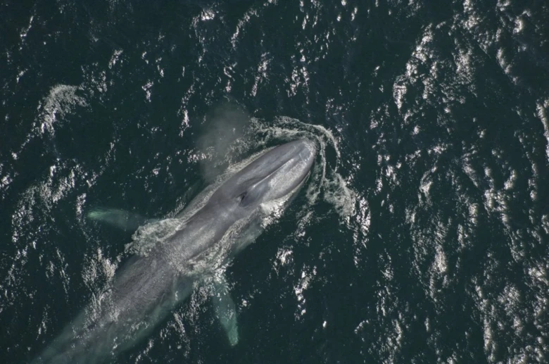 Blue whale swimming