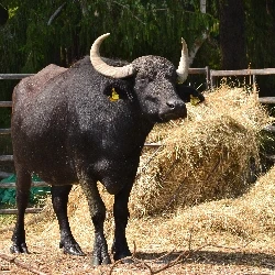 Černý buvol stojí vedle hromady sena na venkovní pastvině.