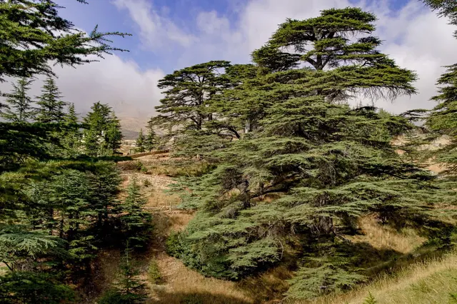 Mature cedars with visible cones growing on rocky hillsides.