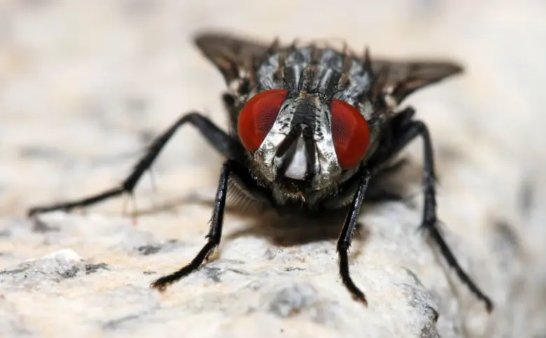 Blízko detailní fotografie mouchy s červenýma očima na kamenném povrchu.
