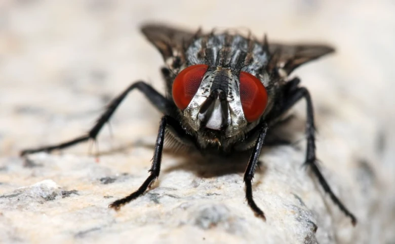 Fly on rock surface