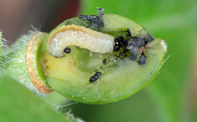 Bílá larva v poškozeném zeleném plodu rostliny.
