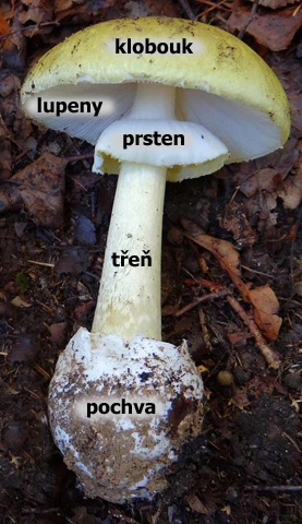 Plodnice houby s označenými částmi v češtině na přírodním pozadí.