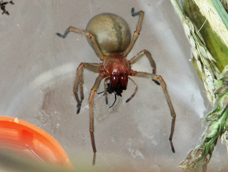 House spider with prey