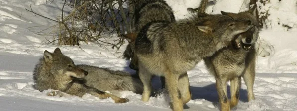 Tři vlci obecní v zimním prostředí na sněhu.