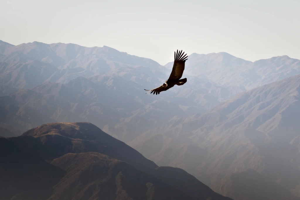 Velký dravý pták letí nad horským masivem.