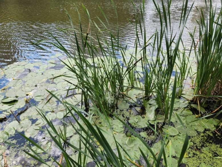 Vysoké rákosí a plavoucí lilie na okraji rybníka
