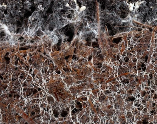 Saprotrophic fungi mycelium
