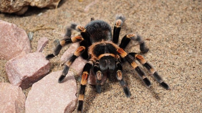 Přehled druhů tarantulí: charakteristiky a rozmanitost pavouků