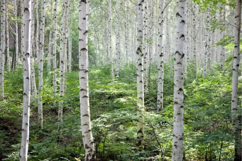 Les bříz s bílou kůrou rostoucí v zeleném podrostu.